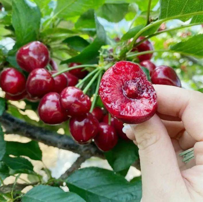 20 Cherry Seeds For Gardening And Home Improvement - EX-STOCK Canada