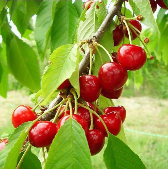 20 Cherry Seeds For Gardening And Home Improvement - EX-STOCK Canada
