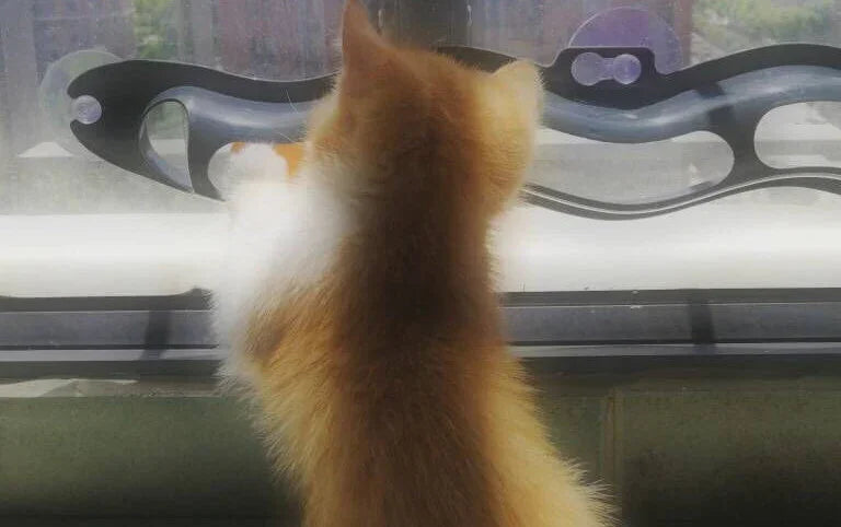 Windowsill Pets Toy Cat Track Ball Pet Products EX-STOCK Canada