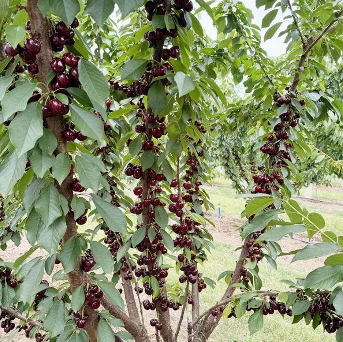 20 Cherry Seeds For Gardening And Home Improvement - EX-STOCK Canada