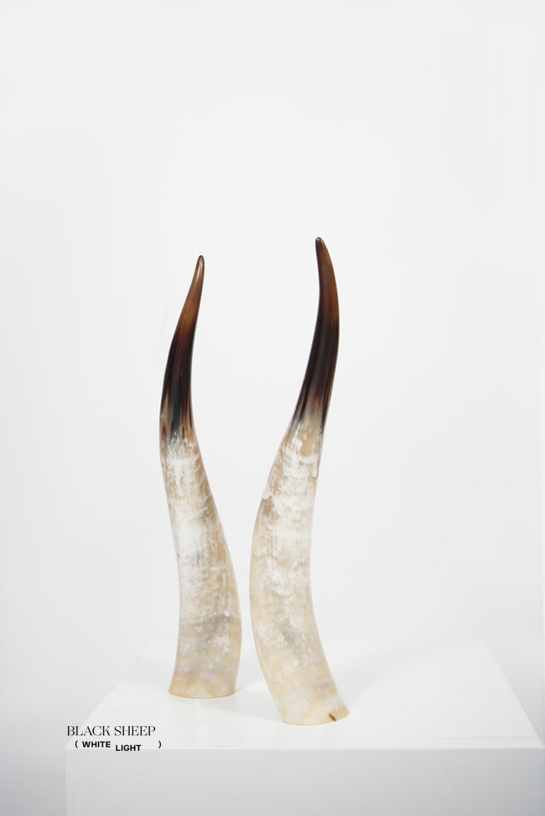 Ankole Light Decorative Horn Set EX-STOCK Canada