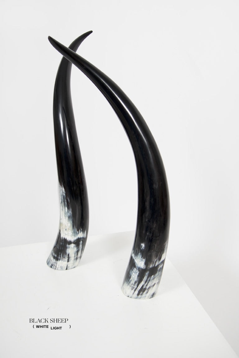 Ankole Dark Decorative Horn Set EX-STOCK Canada