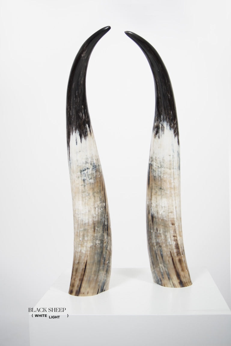 Ankole Dark Decorative Horn Set EX-STOCK Canada