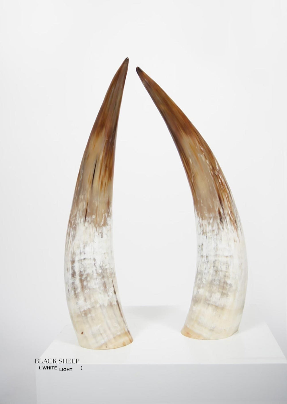 Ankole Light Decorative Horn Set EX-STOCK Canada