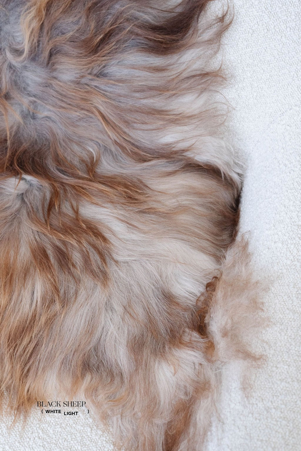 Seltenes rostgraues isländisches SchaffellEX-STOCK Canada