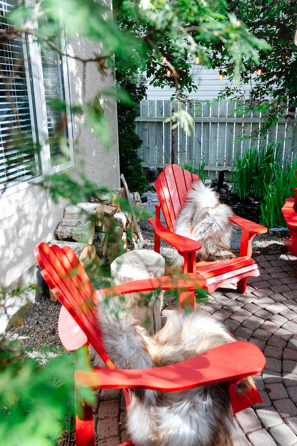 Seltenes rostgraues isländisches SchaffellEX-STOCK Canada