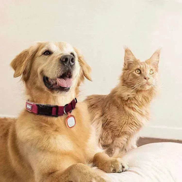 Pet Cats And Dogs Brand Name Anti-loss Card Two-dimensional Code ID Card - EX-STOCK Canada