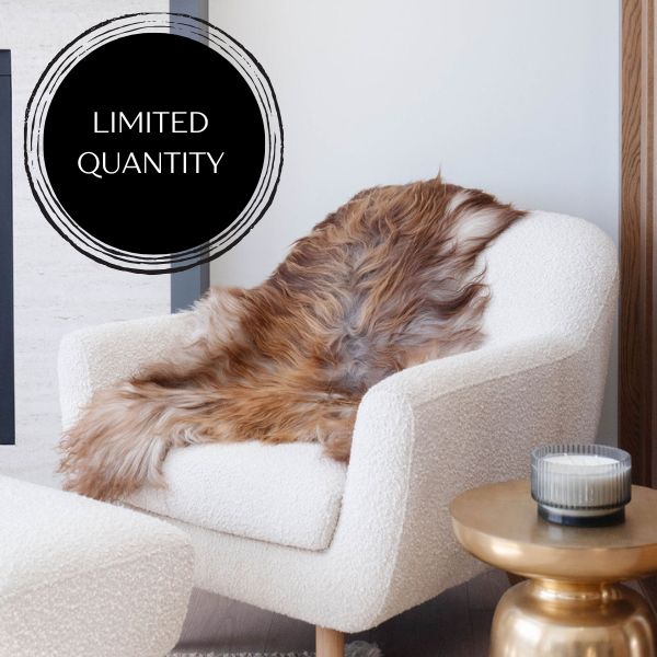 Seltenes rostgraues isländisches SchaffellEX-STOCK Canada