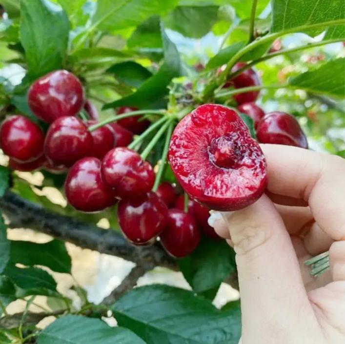 20 Cherry Seeds For Gardening And Home Improvement EX-STOCK
