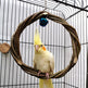 Bird Standing Frame Rattan Ring Chewing Toy Bird Cage EX-STOCK Canada 