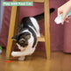 Cat playing with a laser pointer held by a person on a wooden floor.