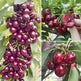 20 Cherry Seeds For Gardening And Home Improvement EX-STOCK