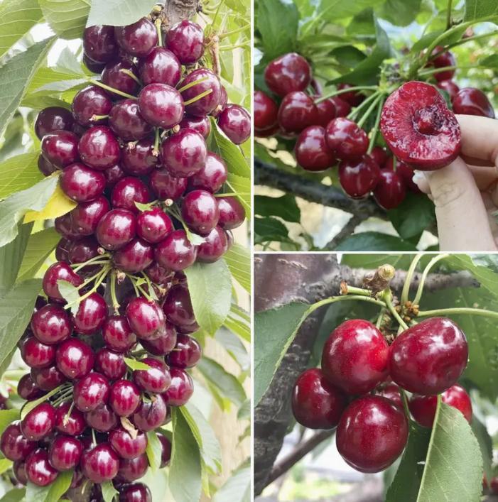 20 Cherry Seeds For Gardening And Home Improvement EX-STOCK