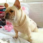 Christmas pet dog sweater - EX-STOCK CANADA