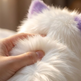 A close-up of a white faux fur pet toy being held and petted by a human hand, with purple inner ears visible. Text at the top reads, 'Once you start using it, you won't want to put it down.