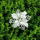 Glitter Artifical Christmas Flowers Christmas Tree Decorations For Home Fake Flowers Xmas Ornaments New Year Decor - EX-STOCK CANADA