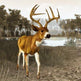Cabela's Legendary Adventures 