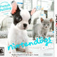 Nintendogs + Cats: Französische Bulldogge & Neue Freunde 