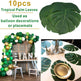 106PCS Jungle Balloon Garland Arch Kit – Tropical Party Decoration Set