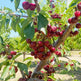 20 Cherry Seeds For Gardening And Home Improvement EX-STOCK