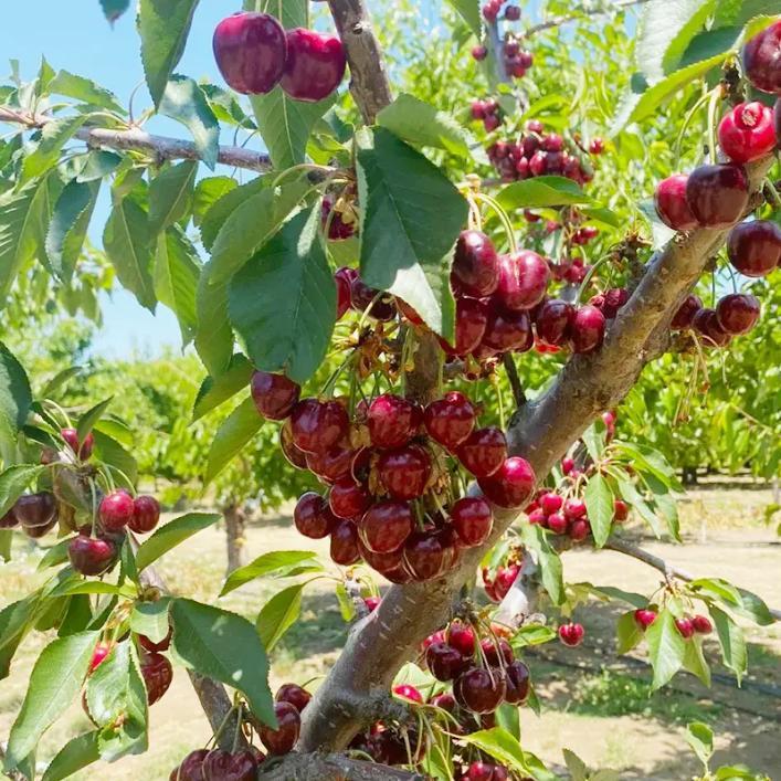 20 Cherry Seeds For Gardening And Home Improvement EX-STOCK