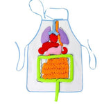 Colorful anatomical model of a human body on a white background