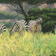 Cabela's African Adventures 
