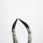 Ankole Dark Decorative Horn Set EX-STOCK Canada 