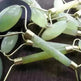 Beauty Jade Massage Facial Massage Beauty Massage Roller - EX-STOCK CANADA