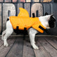 Dog Life Vest Summer Shark Pet Life Jacket EX-STOCK Canada 
