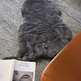 Shorn Silver Icelandic Sheepskin EX-STOCK Canada 