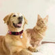 Pet Cats And Dogs Brand Name Anti-loss Card Two-dimensional Code ID Card - EX-STOCK CANADA