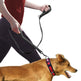 Pet Double Handle Pull Leash EX-STOCK Canada 