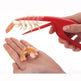 Shrimp Peeler Kitchen Appliances Portable Stainless Steel Shrimp Deveiner Lobster Practical Kitchen Supplies Fishing Knife Tools - EX-STOCK Canada