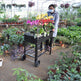Mobile Metal Raised Garden Bed Cart With Legs, Elevated Tall Planter Box With Wheels For Outdoor Indoors House Patio  Vegetables Tomato DIY Herb Grow -Black EX-STOCK
