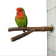 Bird Standing Frame Rattan Ring Chewing Toy Bird Cage EX-STOCK Canada 